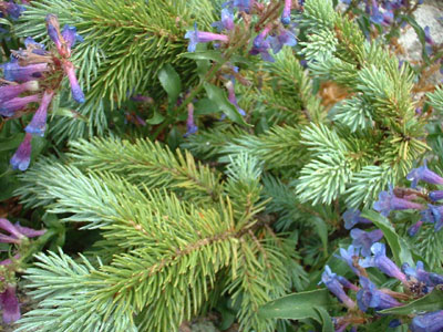 Blue spruce and lupines, Estes Park, Colorado US 